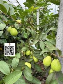 #聽說芭樂根真好用捏     #這芭樂養得真好